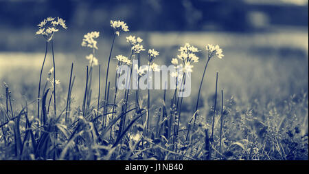 Beautiful gentle wildflowers, black and white photo of a little white flowers on the grass field, amazing beauty of a spring nature, fine art Stock Photo
