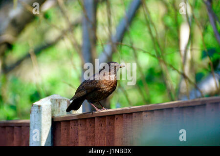 FEMALE BLACK BIRD RESTING ON FENCE Stock Photo