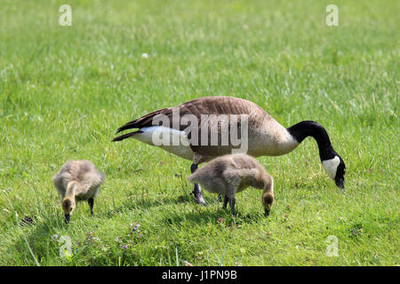 A mother Canada goose with two goslings grazing in a meadow Stock Photo