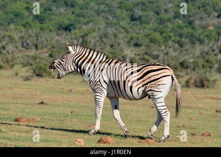 Burchell's Zebra (Equus burchellii) stallion in territorial display ...