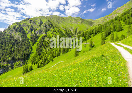 Mountain landscape in spring, hiking trail through flowering mountain pastures near Gstalda, at back Muttakopf, Pfunds, Tyrol Stock Photo