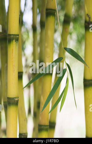 Chusquea gigantea Bamboo. Chusquea breviglumis. Bamboo leaves and canes in the spring sunshine. UK Stock Photo