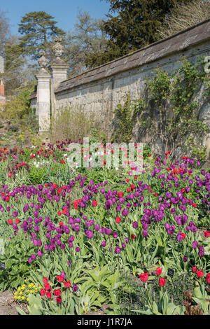 Tulipa. Tulipa 'Purple Prince' flower border. UK. Single early tulip flower display at Oxford Botanical Gardens. Oxford, England Stock Photo