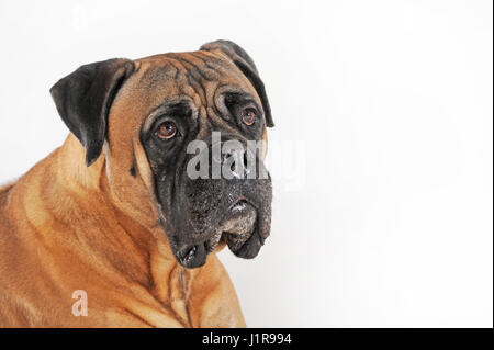 Bullmastiff, falb, animal portrait Stock Photo