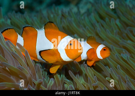 False clown anemonefish (Amphiprion ocellaris) female and small male.  Misool, Raja Ampat, West Papua, Indonesia. Stock Photo