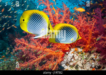 Spot-tail butterflyfish (Chaetodon ocellicauda) swimming past soft corals [Dendronephthya sp].  Indonesia. Stock Photo