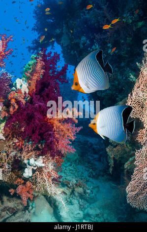 Red Sea orange face butterflyfish or Hooded butterflyfish (Chaetodon larvatus) with soft corals (Dendronephthya sp).  Egypt, Red Sea.  Red Sea endemic Stock Photo