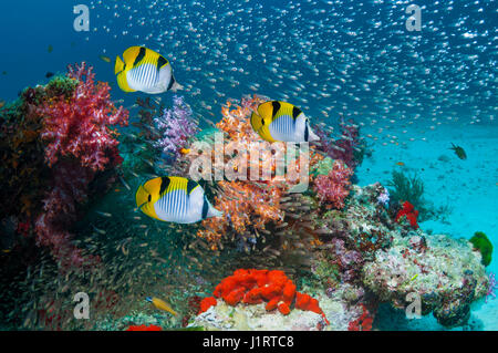 Coral reef scenery with Saddleback or Blackwedge butterflyfish (Chaetodon falcula), a large nunber of Pygmy sweepers [Parapriacanthus ransonetti] and  Stock Photo