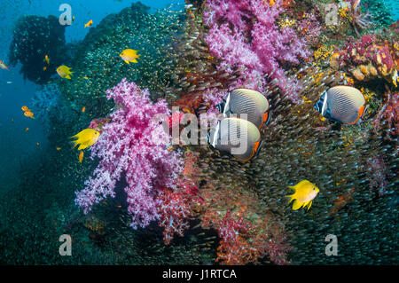 Coral reef scenery with Redtail butterflyfish or Collared butterflyfish and Golden damselfish Stock Photo