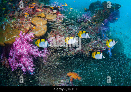 Coral reef scenery with Saddleback or Blackwedge butterflyfish Stock Photo