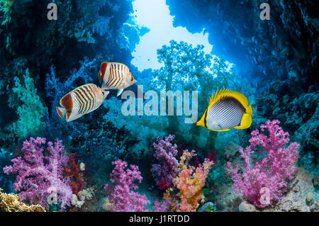A pair of Red Sea Eritrean butterflyfish [Chaetodon paucifasciatus] and a Spot-tail butterflyfish [Chaetodon ocellicauda] swimming amongst soft corals Stock Photo