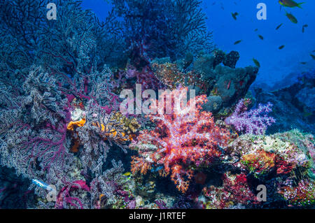 Soft corals [Dendronephthya sp.] and gorgonians.  Similan Islands, Andaman Sea, Thailand. Stock Photo