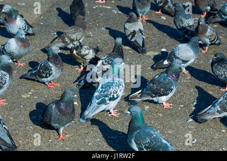 Feral pigeon [Columba livia donestica], also called city doves, city pigeons, or street pigeons, are pigeons that are derived from the domestic pigeon Stock Photo