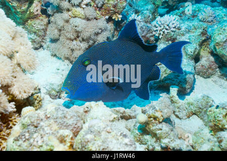 Blue triggerfish (Pseudobalistes fuscus).  Egypt, Red Sea. Stock Photo