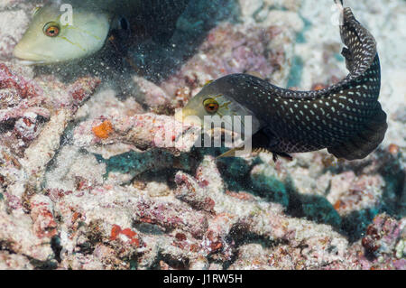 Rockmover or Dragon wrasse [Novaculichthys taeniourus] lifting coral rubble in the search for prey.  Indonesia. Stock Photo