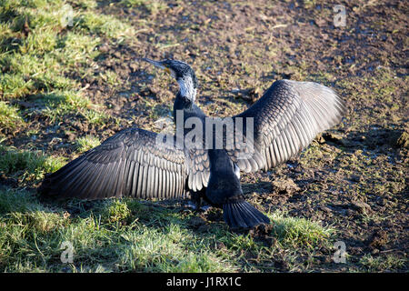 Great cormorant (Phalacrocorax carbo), drying its wings Stock Photo