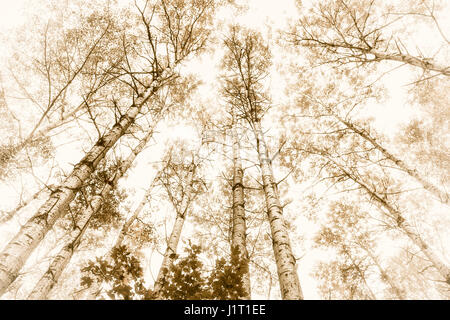 Tall aspens trees with tree trunks and treetops in sepia tone in forest. Algonquin Provincial Park, Canada. Stock Photo