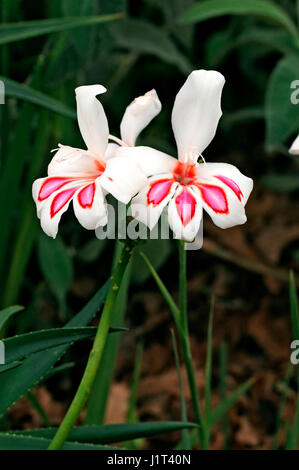 Gladiolus 'Prins Claus' in flower Stock Photo