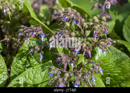 Trachystemon orientalis, Abraham-Isaac-Jacob Stock Photo