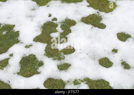 Grass Patches in the Snow Spring Melting Stock Photo