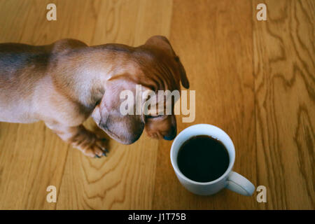 View from above on dachshund puppy curiously looking at the cup of black coffee standing on a wooden floor. Stock Photo