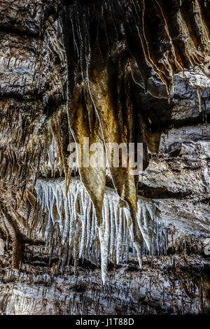 Flowstone / cave draperies, sheetlike deposits of calcite suspended from ceiling in the Caves of Han-sur-Lesse / Grottes de Han, Ardennes, Belgium Stock Photo