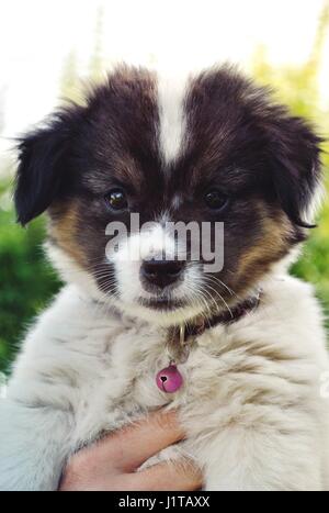 Cute little dog. Stock Photo