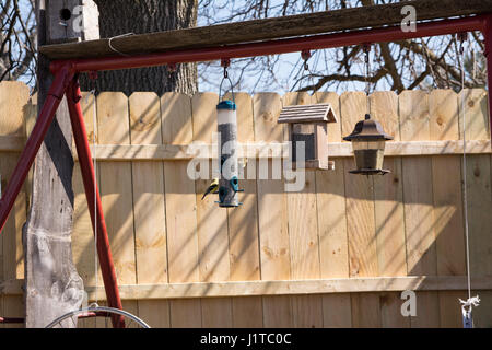 wild gold finches feeding at a feeder Stock Photo