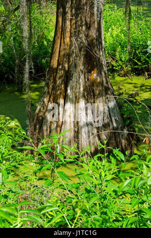 Base of Huge Bald Cypress along the Cypress Wetland walk in Port Royal, South Carolina. Stock Photo