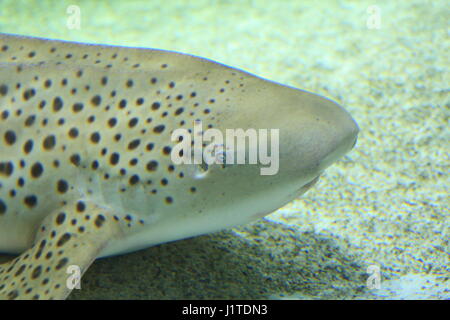 Zebra shark (Stegostoma fasciatum) in Japan Stock Photo