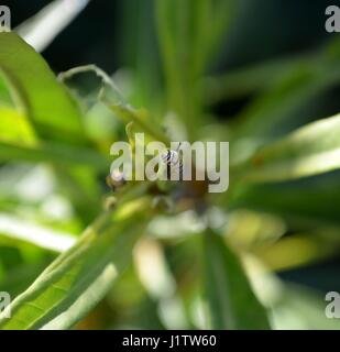 Monarch caterpillar on green milkweed leaves Stock Photo