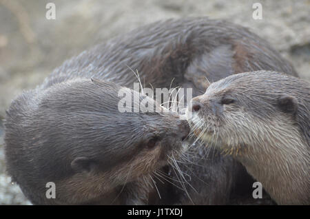 Kissing, snuggling and cuddling pair of otters. Stock Photo