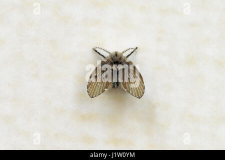 Close-up of a Mothfly (Clogmia albipunctata) at rest on a ceramic tiled wall in a bathroom in Thailand Stock Photo