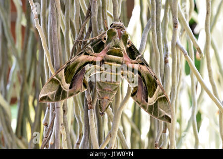 Dorsal view of an adult Oleander Hawk Moth (Daphnis nerii) resting on aerial roots of orchid plants in a Bangkok garden in Thailand Stock Photo