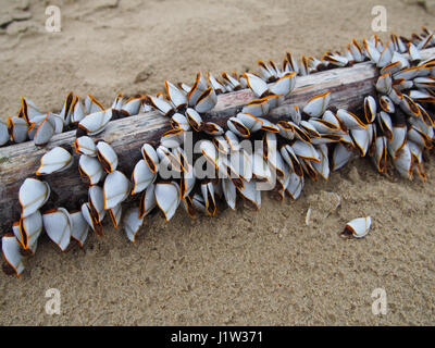 Beautiful goose barnacles, sea shell attached at wood log on seashore Stock Photo