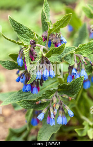Blue comfrey, Symphytum azureum Stock Photo