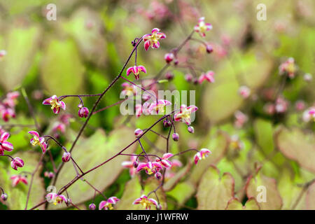 Epimedium cantabrigiense, Barrenwort april garden Stock Photo