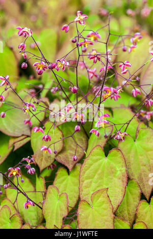 Epimedium cantabrigiense, Barrenwort Stock Photo