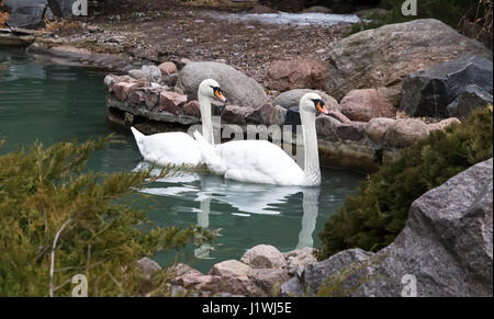 Wild pair of beautiful white swans floating on the blue surface of a beautiful pond. Stock Photo