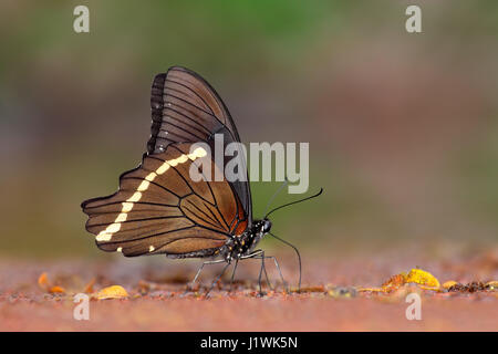 A swallowtail butterfly (Papilio nireus) feeding on the ground, South Africa Stock Photo