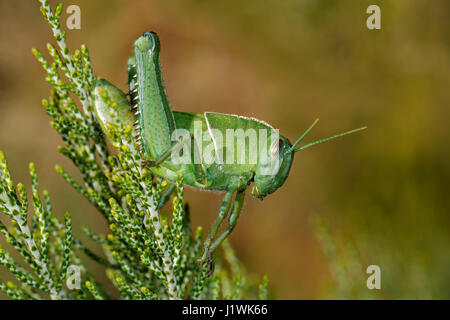 Nymph of a garden locust (Acanthacris ruficornis) on a plant, South Africa Stock Photo