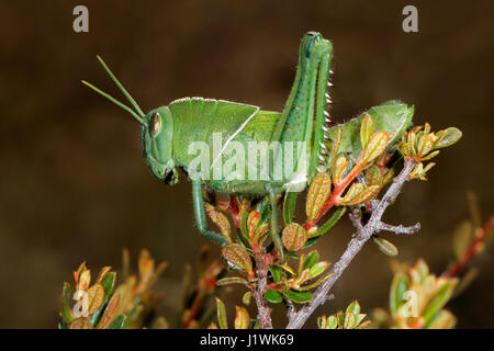 Nymph of a garden locust (Acanthacris ruficornis) on a plant, South Africa Stock Photo