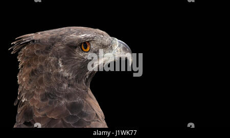 Portrait of a martial eagle (Polemaetus bellicosus) on black, South Africa Stock Photo