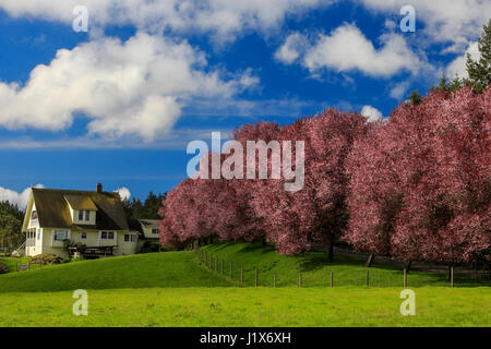 Farmhouse and row of Japanese Cherry blossom trees and fence in rural farmland-Metchosin, British Columbia, Canada. Stock Photo