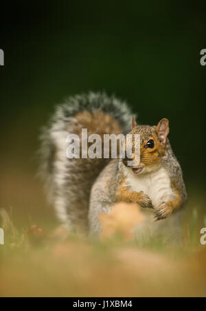 Grey squirrel in the meadow with a bushy tail up Stock Photo