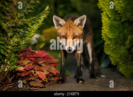 Red fox eye contact Stock Photo