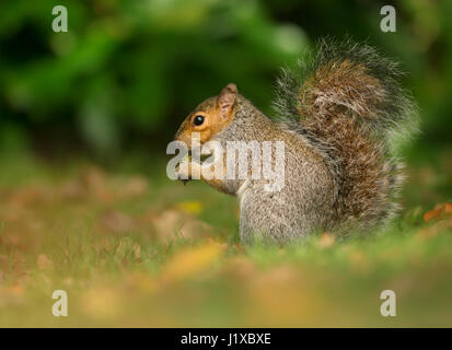Grey Squirrel eating Stock Photo