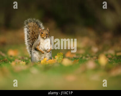 Grey squirrel in the meadow with a bushy tail up