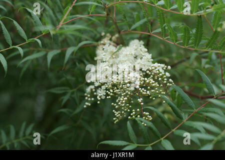 Sorbaria tomentosa var angustifolia Stock Photo