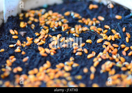 Cress seeds germinating Stock Photo